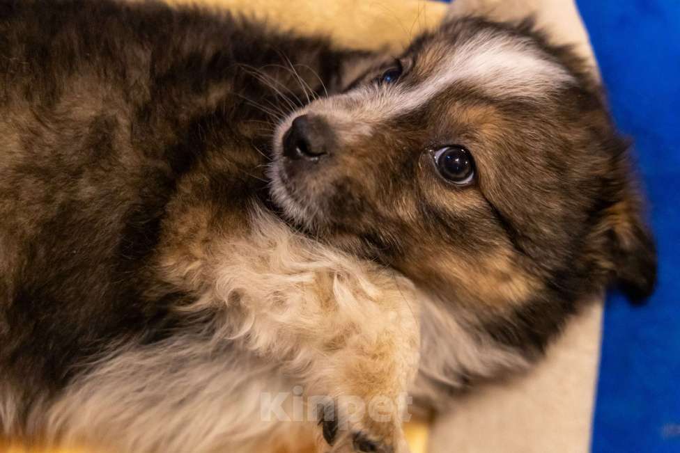 Собаки в Москве: Отдам щенка в добрые руки Девочка, Бесплатно - фото 7