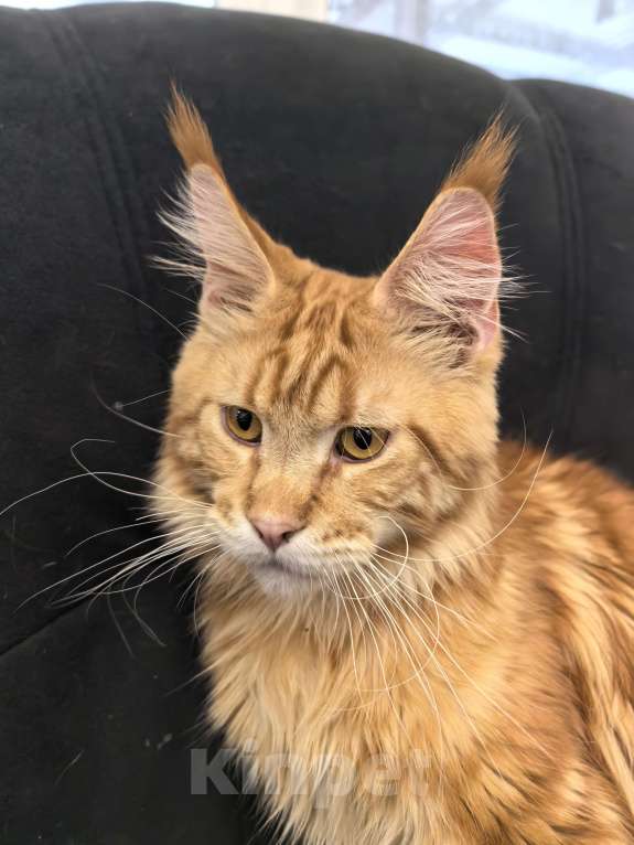 Кошки в Адыгейске: Мейн-кун в любимки мальчик 9 месяцев Мальчик, 30 000 руб. - фото 1