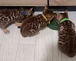 Кошки в Челябинске: Котенок Девочка, 15 000 руб. - фото 4