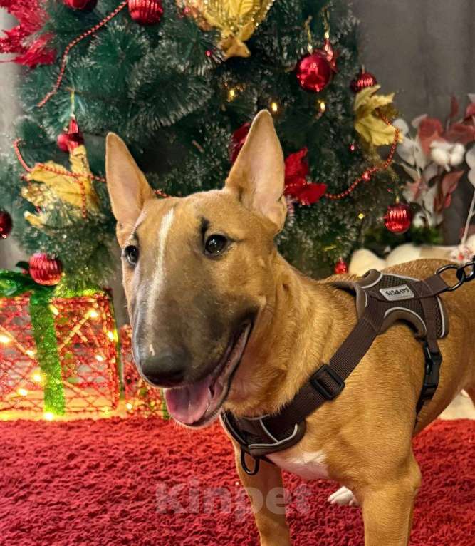 Собаки в Тюмени: Миниатюрный бультерьер девочка Мальчик, Бесплатно - фото 1