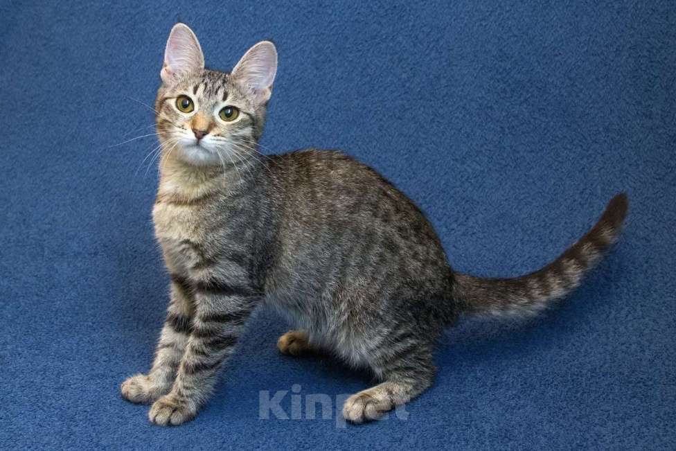 Кошки в Москве: Котенок девочка в добрые руки Девочка, 10 руб. - фото 4