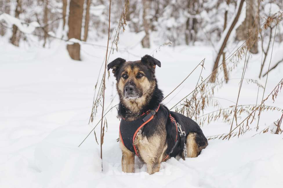 Собаки в Москве: Собака в добрые руки Мальчик, Бесплатно - фото 7