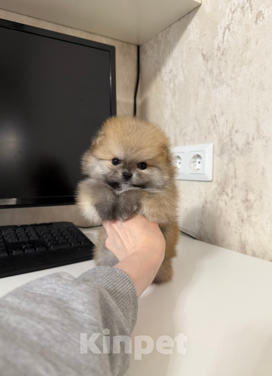 Собаки в Москве: Мини крошка Девочка, 30 000 руб. - фото 1