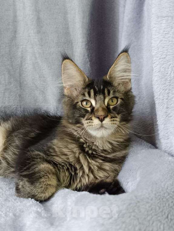 Кошки в Анапе: Мальчик Мейн-кун Мальчик, 45 000 руб. - фото 5