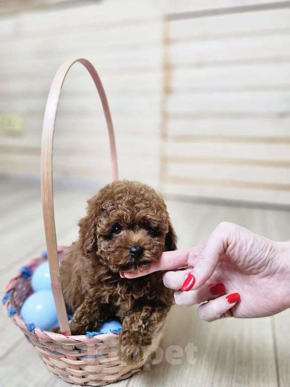 Собаки в Химках: Той-пудель мини мальчик в разведение Мальчик, 200 000 руб. - фото 4