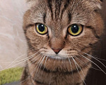 Кошки в Долгопрудном: Скоттиш фолд мраморный коричневый Аллен  Мальчик, 600 руб. - фото 4