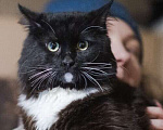Кошки в Москве: Котик Питер из приюта ищет дом Мальчик, Бесплатно - фото 2