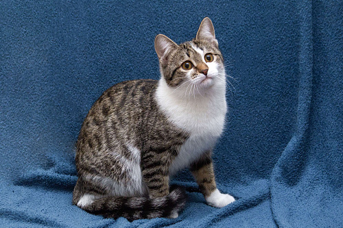 Ждут свои семьи котята – подростки!