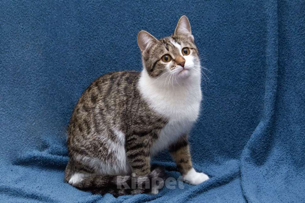 Кошки в Москве: Ждут свои семьи котята – подростки! Разнополые, Бесплатно - фото 10