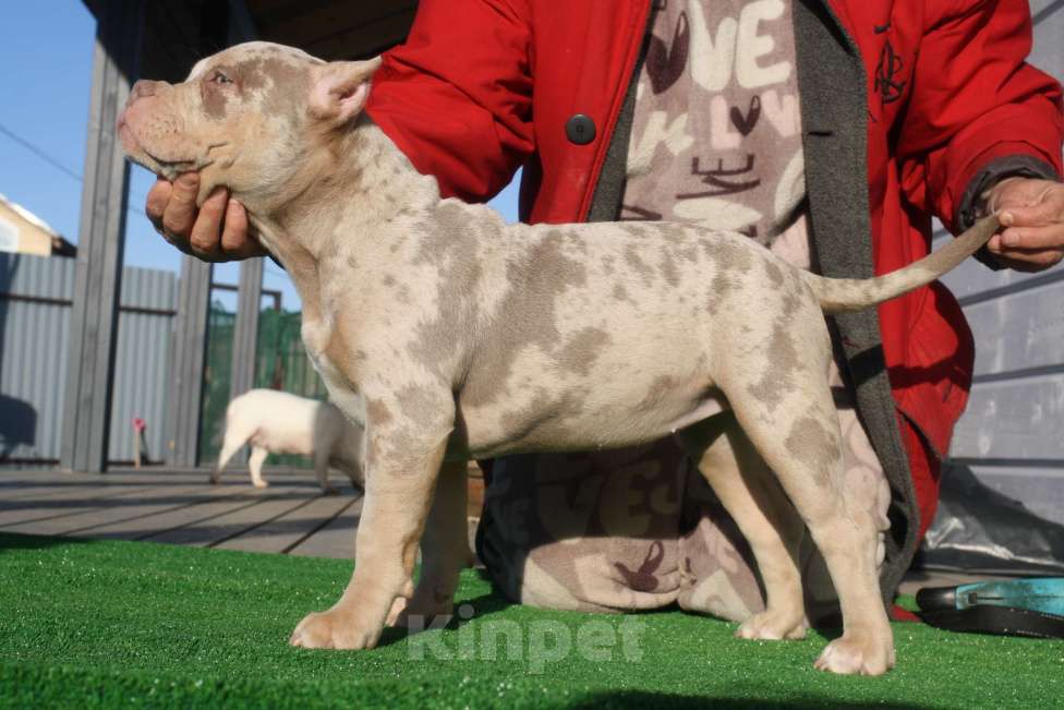 Собаки в Всеволожске: ММ ДРИАДА МЕРЛЕ Девочка, Бесплатно - фото 5