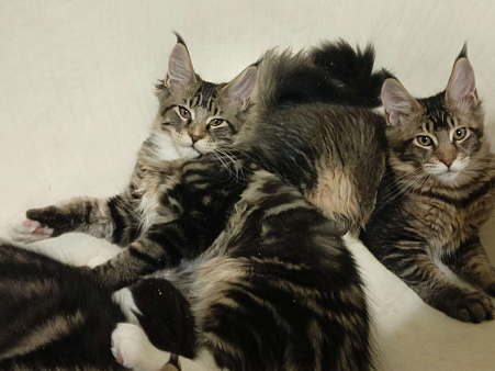 Мейн куны WCF, М. Новочеркасская, родословная, прививки