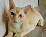 Кошки в Воронеже: Котенок Европейская бурма Мальчик, Бесплатно - фото 1