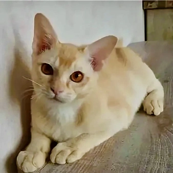 Котенок Европейская бурма
