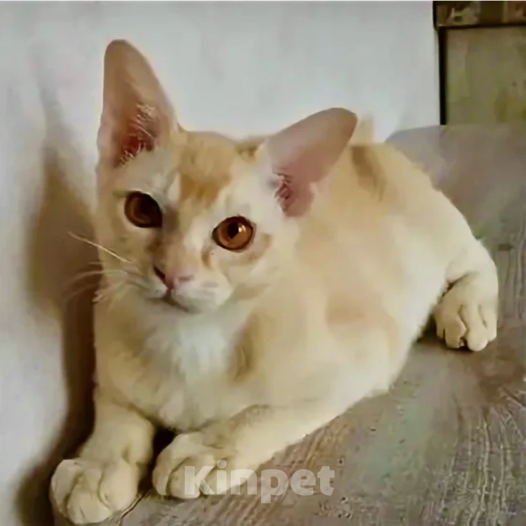 Кошки в Воронеже: Котенок Европейская бурма Мальчик, Бесплатно - фото 1