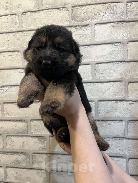 Собаки в Полевском: Девочка  Девочка, 25 000 руб. - фото 5