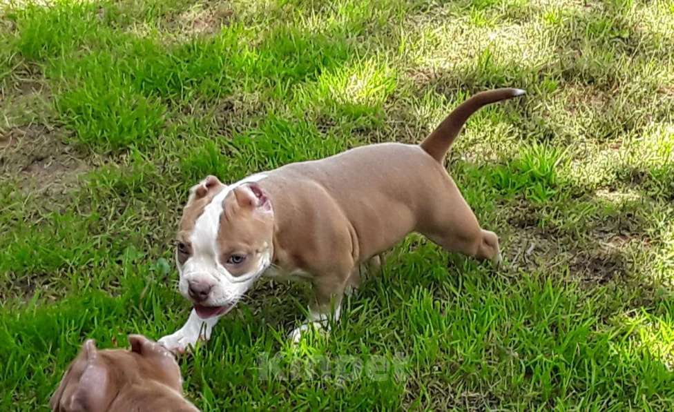 Собаки в Новосибирске: Рыже лиловый мальчишка Американский булли Мальчик, 80 000 руб. - фото 2