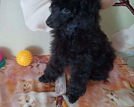 Собаки в Москве: Пудель миниатюрный Мальчик, 60 000 руб. - фото 3