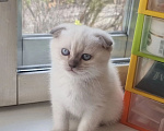 Кошки в Пушкино: Котёнок. Мальчик, 10 000 руб. - фото 1
