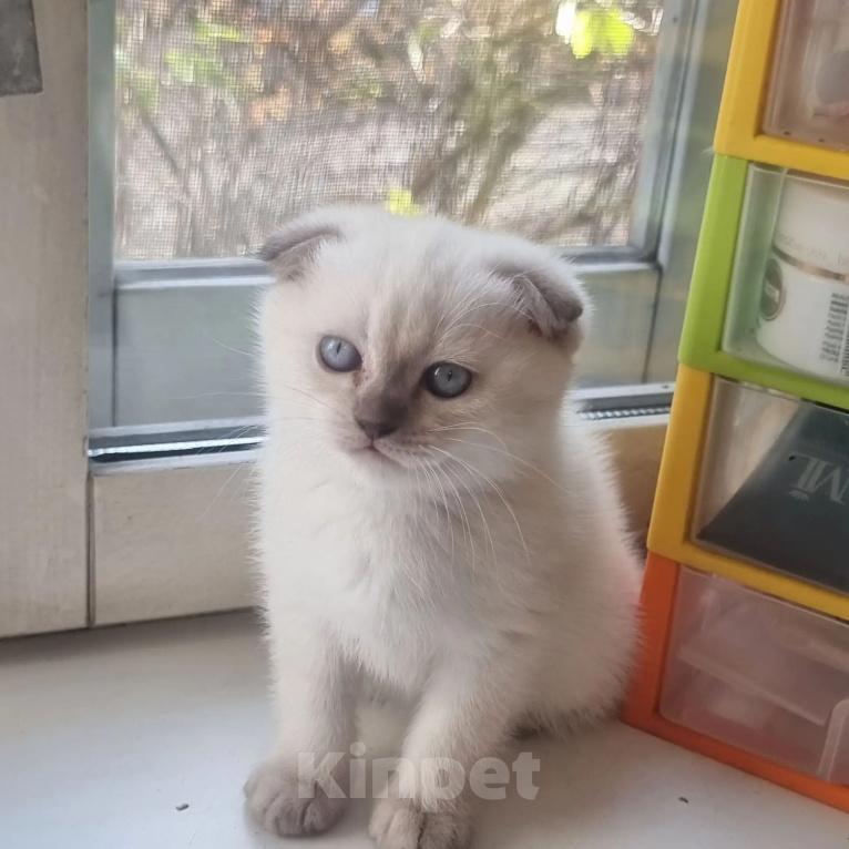Кошки в Пушкино: Котёнок. Мальчик, 10 000 руб. - фото 1