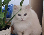 Кошки в Москве: Кошечка Эльза в добрые руки Девочка, Бесплатно - фото 9