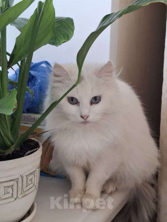 Кошки в Москве: Кошечка Эльза в добрые руки Девочка, Бесплатно - фото 9