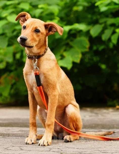 Собаки в Москве: Милый рыжий щенок Злата Девочка, Бесплатно - фото 5