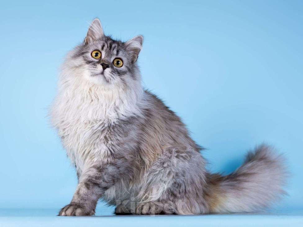 Кошки в Москве: Плюшевый юный котик Барни Мальчик, Бесплатно - фото 1