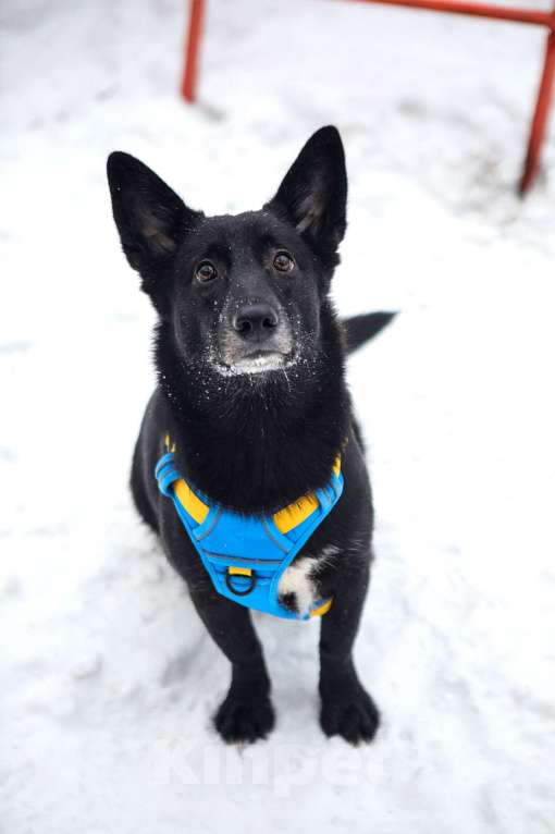 Собаки в Санкт-Петербурге: Собака Хьюстон ищет дом Мальчик, Бесплатно - фото 1