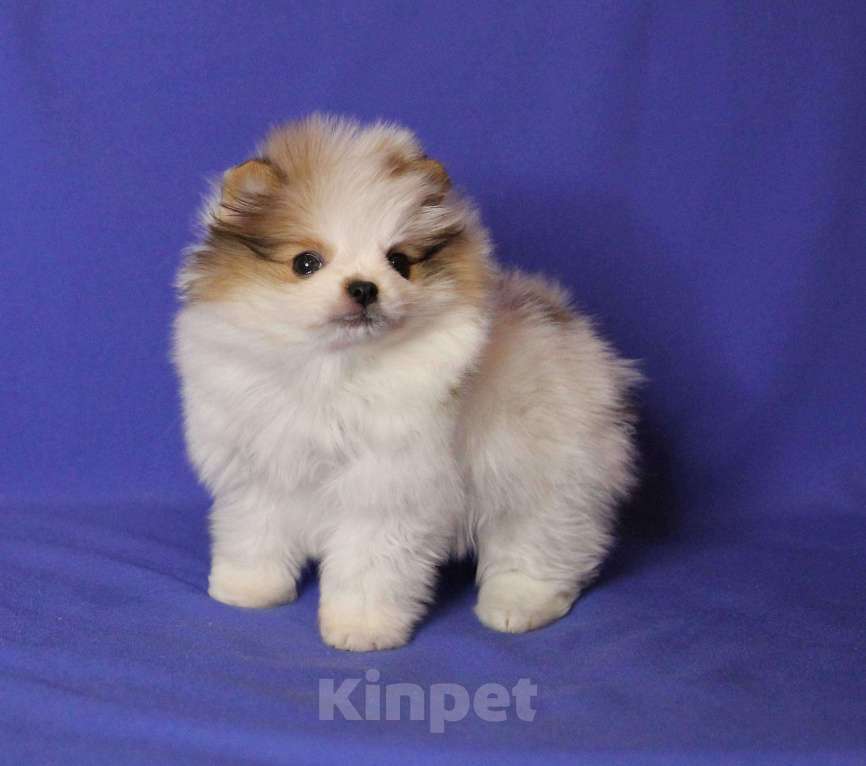 Собаки в Люберцах: девочка мини шпица Девочка, 60 000 руб. - фото 3