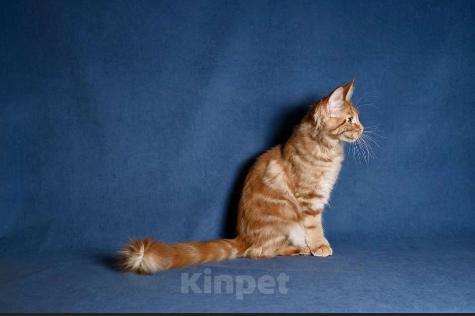 Кошки в Саратове: Мейн кун Девочка, 50 000 руб. - фото 4