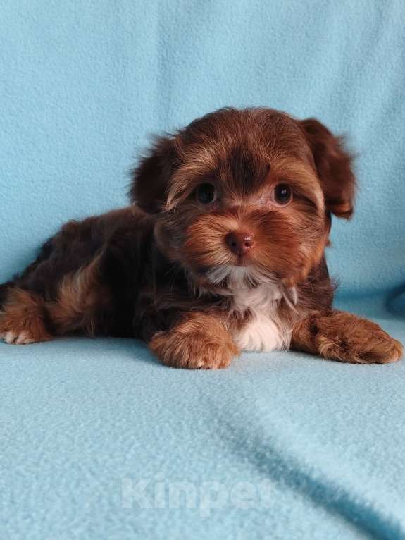 Собаки в Санкт-Петербурге: Орхидея Петербургская Разнополые, 40 000 руб. - фото 10