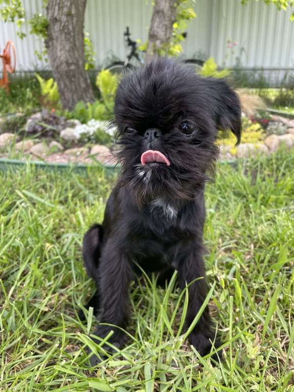 Собаки в Краснодаре: Щенок бельгийского гриффона Девочка, 40 000 руб. - фото 5