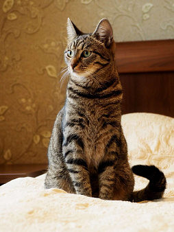 Кошка в добрые руки