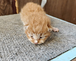 Кошки в Туле: Котята в добрые руки Мальчик, Бесплатно - фото 1