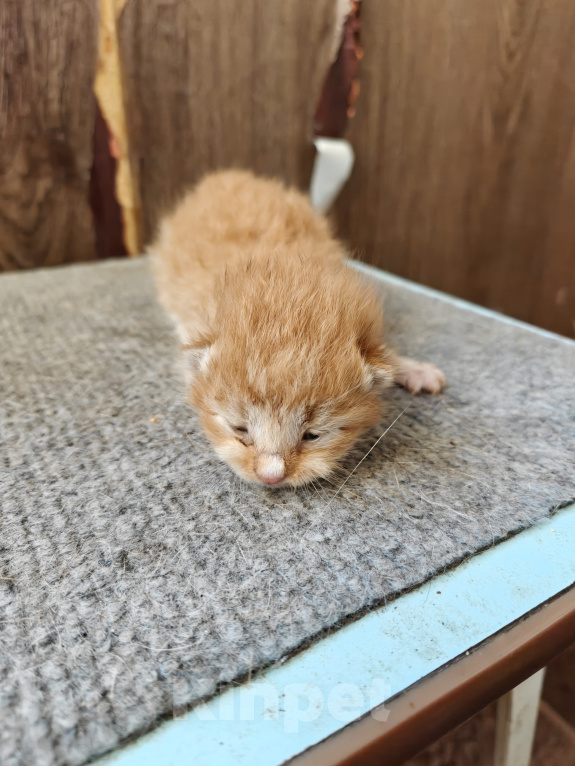 Кошки в Туле: Котята в добрые руки Мальчик, Бесплатно - фото 1