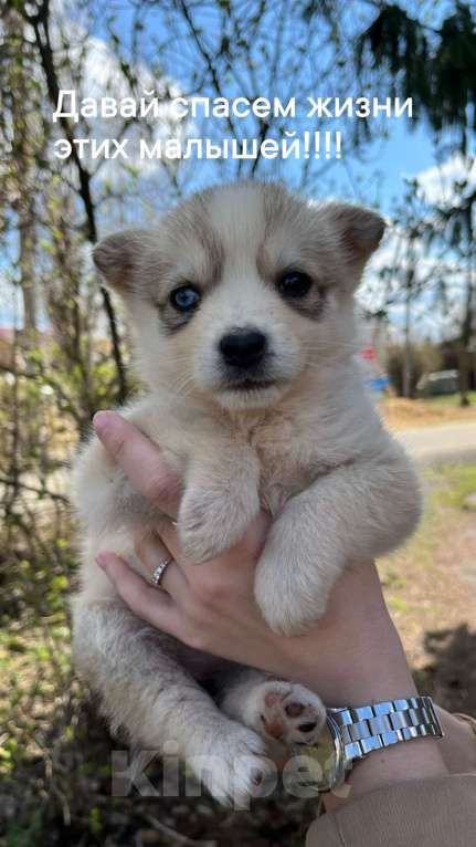Собаки в других городах Воронежской области: Девочка Девочка, Бесплатно - фото 2