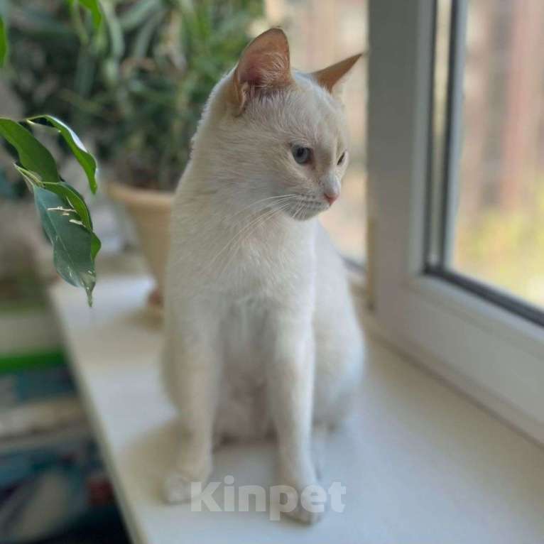 Кошки в Москве: Красивую голубоглазую кошечку нашли на улице Девочка, Бесплатно - фото 4