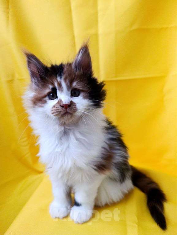 Кошки в Москве: Хонда Девочка, 75 000 руб. - фото 2