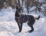 Собаки в Москве: Озорная Тата мечтает обрести любящих родителей Девочка, Бесплатно - фото 3