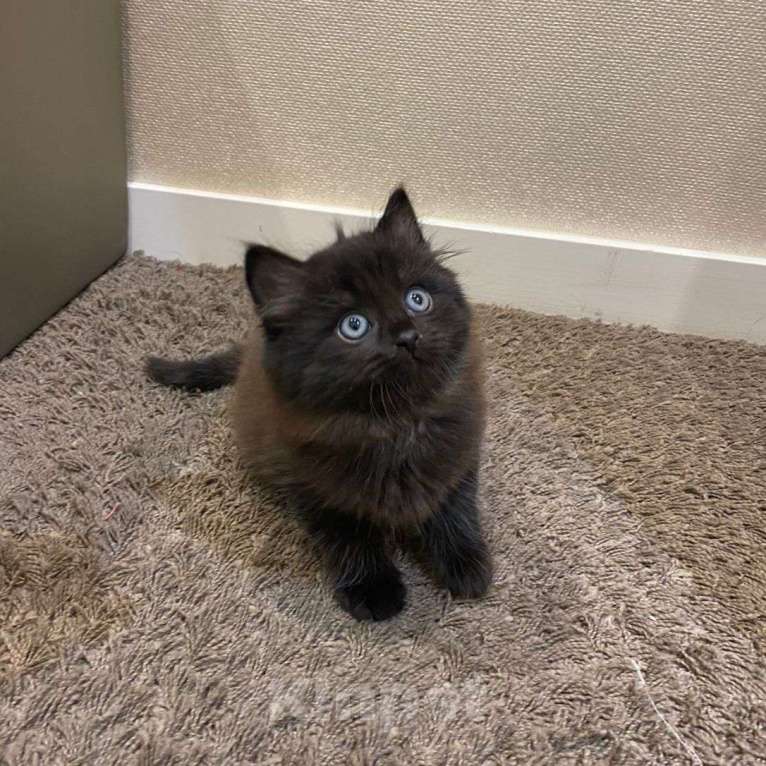Кошки в Москве: Пушистый котенок в добрые руки Мальчик, Бесплатно - фото 5
