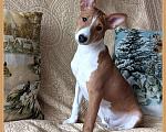 Собаки в Санкт-Петербурге: Щенки басенджи выращенные с любовью Мальчик, 50 000 руб. - фото 6