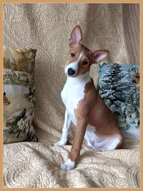 Собаки в Санкт-Петербурге: Щенки басенджи выращенные с любовью Мальчик, 50 000 руб. - фото 6