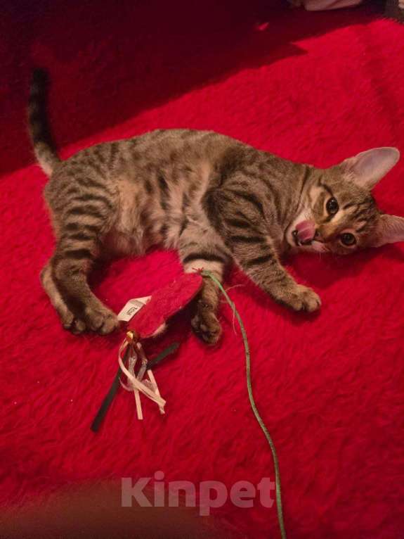 Кошки в Москве: Полосатый ласковый котёнок Марфушка в дар Девочка, 1 руб. - фото 4