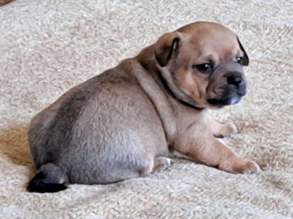 Собаки в других городах Красноярского края: Мальчик Мальчик, 6 500 руб. - фото 2