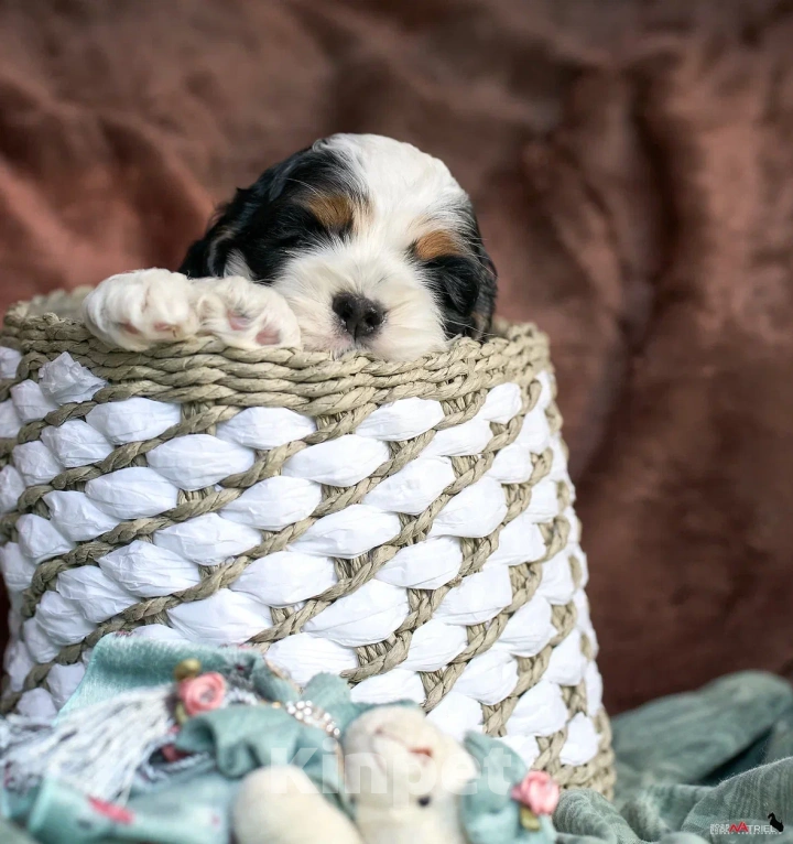 Собаки в Москве: Маленький принц ищет друга  Мальчик, 100 000 руб. - фото 6