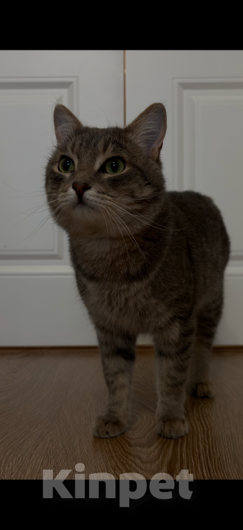 Кошки в Екатеринбурге: Котик ищет дом Мальчик, Бесплатно - фото 3