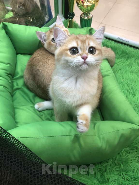 Кошки в Ореховом-Зуево: Британская золотая шиншилла девочка Девочка, 40 000 руб. - фото 2