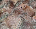 Кошки в Игарке: Котята, Бесплатно - фото 7