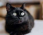 Кошки в Реутове: Яркая личность кошечка Шаня ищет дом. Девочка, Бесплатно - фото 2