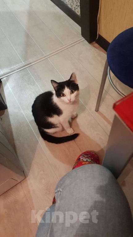 Кошки в Набережных Челнах: Ася Девочка, 5 000 руб. - фото 3